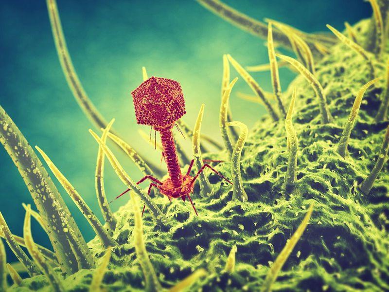 Бактериофаги на борьбе с болезнями